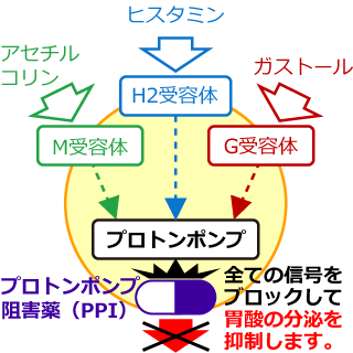 プロトンポンプ阻害薬の作用機序