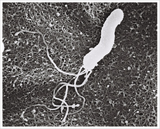 ピロリ菌引用画像
